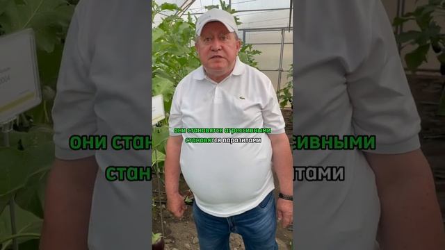 ВЯНУТ ЛИСТЬЯ У БАКЛАЖАНОВ! Фузариозное увядание баклажанов.