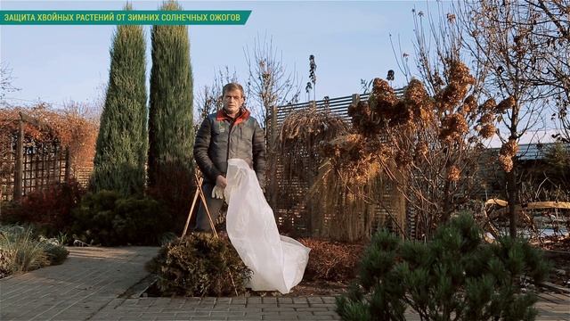 Готовим сад к зиме. Защита хвойных растений от зимних солнечных ожогов.