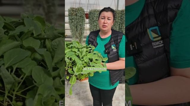 Сделайте ТАК и блошек не будет! Как избавиться от крестоцветной блошки на капусте.