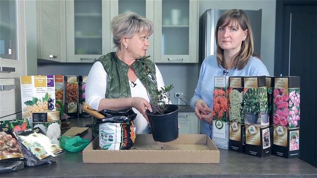 Как сохранить саженцы до весны. Как сохранить розы зимой. Сохраняем декоративные растения до посадки