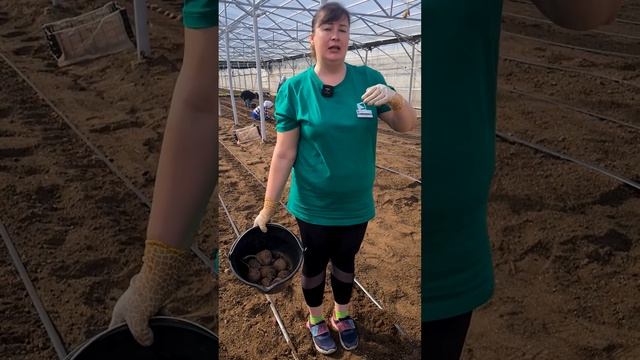 Как размножают свёклу в России. Выращивание свеклы на семена.