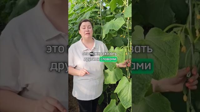 Устойчивость огурцов к болезням и толерантность одно и то же? Топ-3 устойчивых огурца!