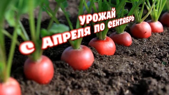 Редис "Меркадо" обзор семян от Агрофирмы Поиск.