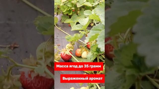 Урожайный сорт земляники садовой. Зимостойкий сорт земляники садовой.