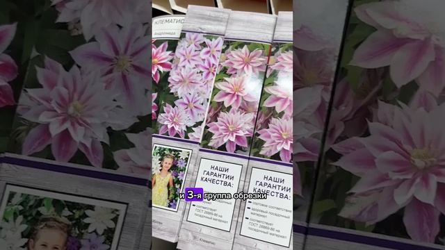 Группы обрезки клематисов. Как выбрать саженцы клематиса. Как сохранить саженцы до посадки в грунт.