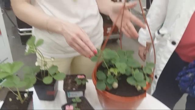 Мастер Класс По Землянике В Леруа Мерлен От Агрофирмы Поиск
