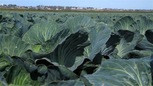 Селекционная работа. Селекционно-семеноводческой Агрофирмы Поиск.