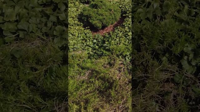 Создание ландшафтного дизайна с использованием хвойных растений. Скандинавский ландшафтный дизайн.