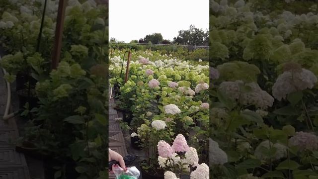 Обзор гортензии из питомника Поиск. Новые сорта метельчатых гортензий с крупными соцветиями.
