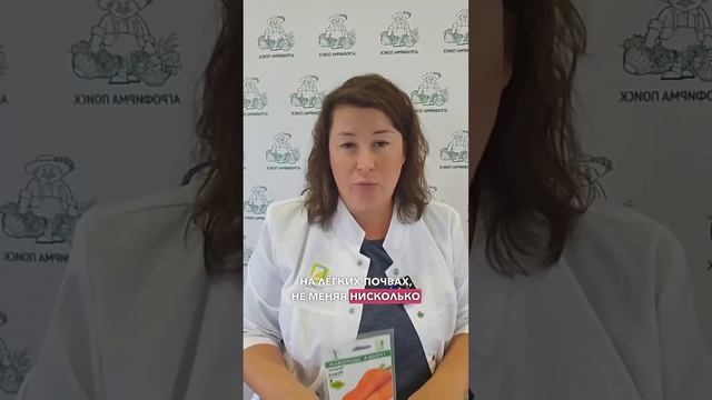 Почему эту морковь можно сеять под зиму?