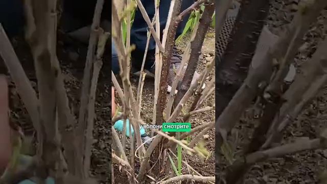 Не загубите смородину обрезкой! Правильная обрезка смородины весной: какие ветки обрезать.