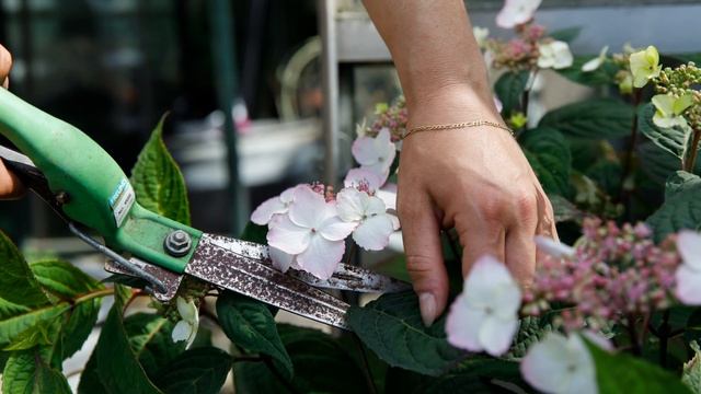 Простой рецепт ферментированного чая из листьев гортензии. Как приготовить японский чай Амача дома.