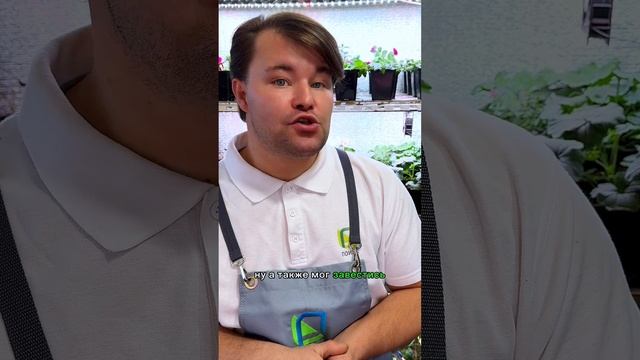 Что делать, если эустома не всходит. 3 ошибки при посеве и выращивании семян эустомы.