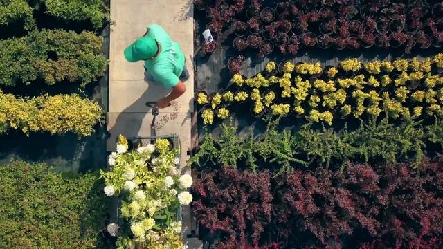 Питомник растений "ПОИСК". Широкий выбор декоративных, плодовых и хвойных растений.