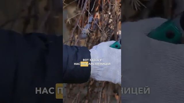 Санитарная и формирующая обрезка лиственницы. Осенняя обрезка хвойных деревьев.