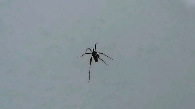 В зимней тайге комары тоже встречаются