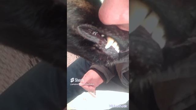 119. 2.25. 8.4.W. ФОТО-АГРО. PROPHET. SHCHERBAKOV. ЩЕРБАКОВ АРТЕМ.