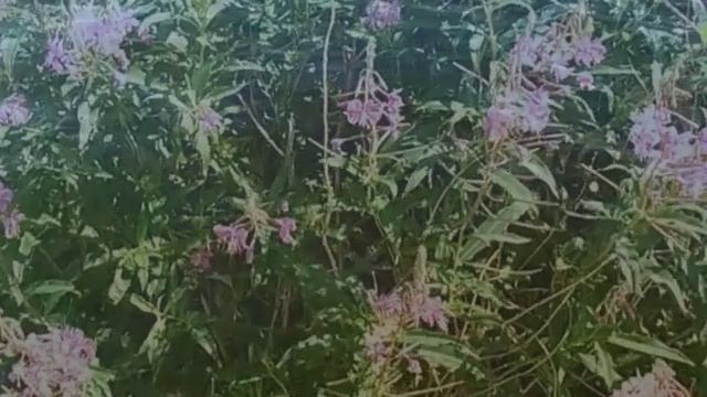 Рыбалка и сбор иван чая