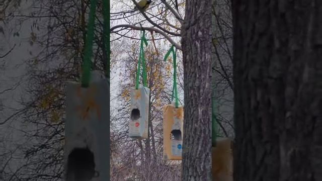 Открыты столовые для пернатых