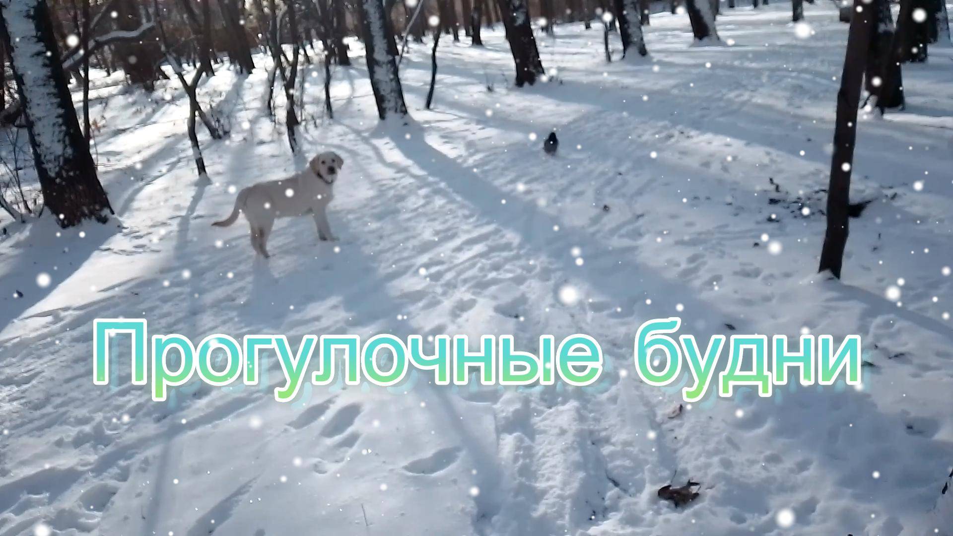 Прогулочные будни