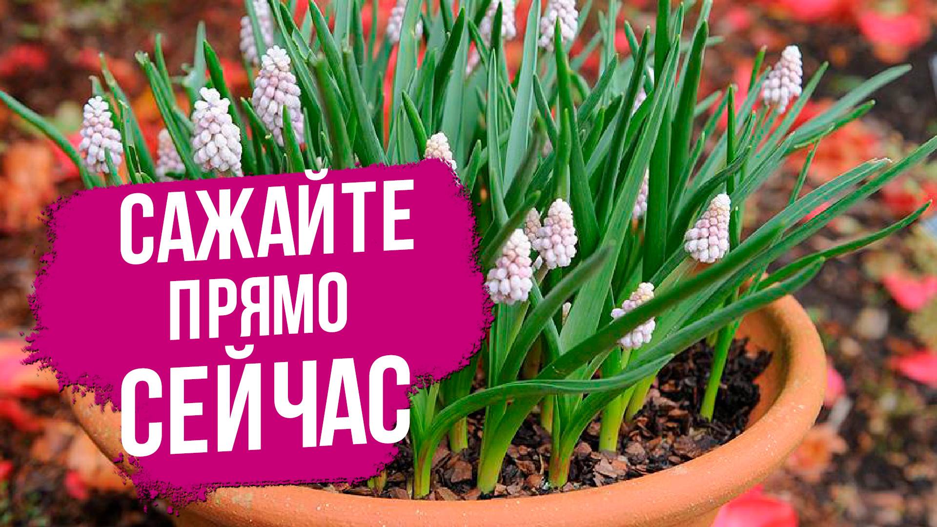 Посадка луковичных в контейнеры под зиму. Создание цветочных композиций своими руками.