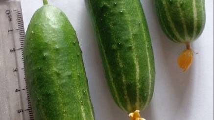 Огурцы. На подоконнике. На окне. Выращивание. Корнишоны. Маленькие огурцы. Дома. Балконный сорт