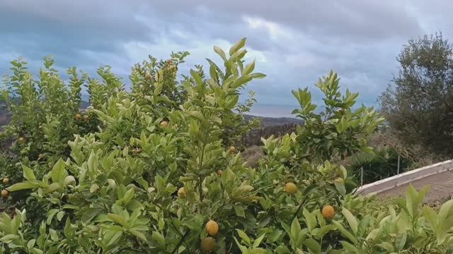 Хавдата Средиземноморье.