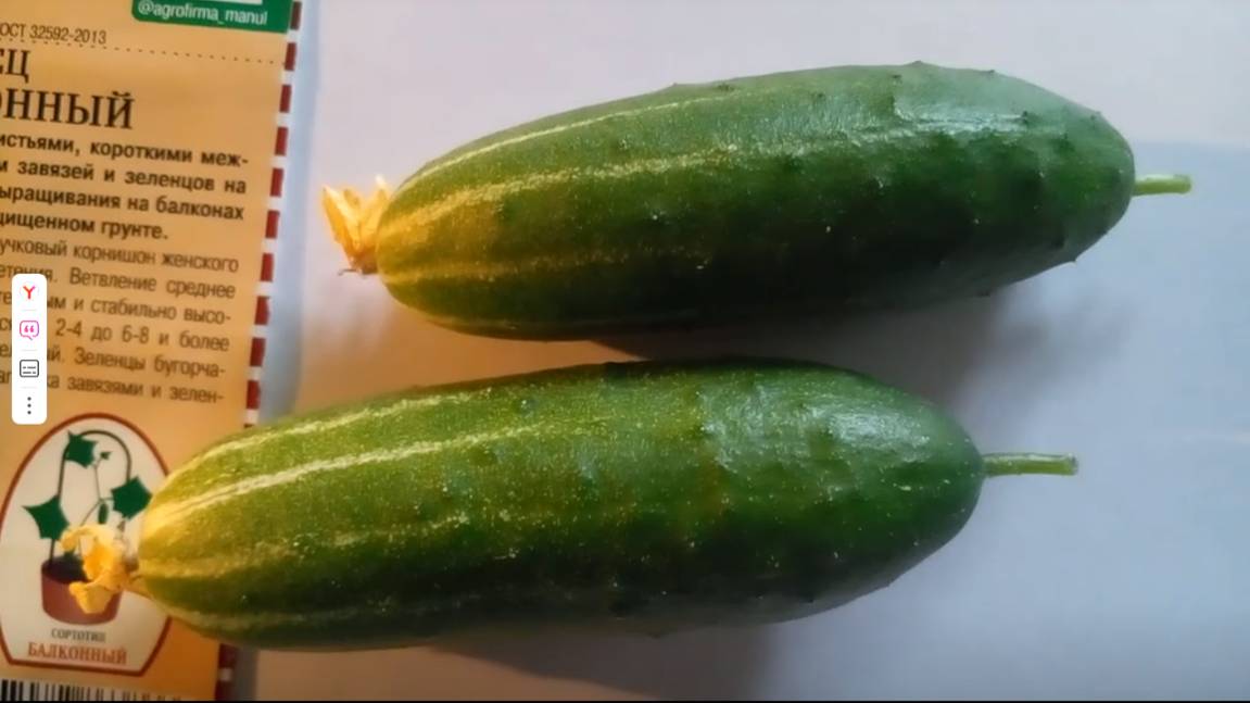 Огурцы на подоконнике. Огурцы . На окне. Домашние огурцы. Балконный сорт. Корнишоны.  Как вырастить