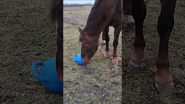 Кобыла знакомится с новым мячом