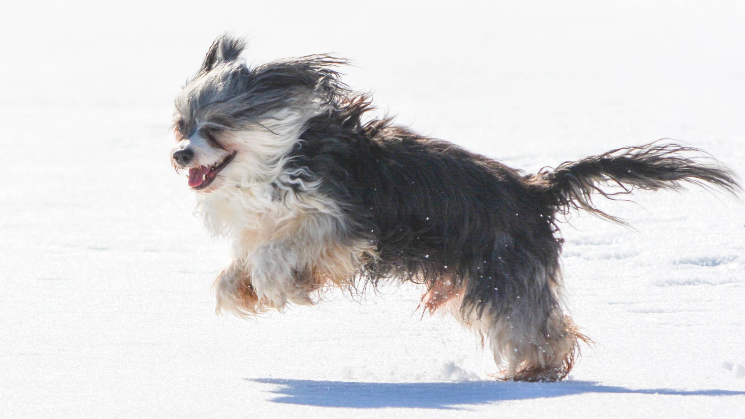 Поющая собака ~ а ваша собака тоже умеет петь песни ?