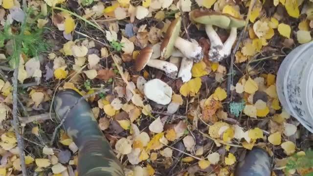 Белые грибы играют со мной в прятки..mp4