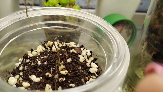 Диоскорея Слоновая. Результаты пересадки 💞