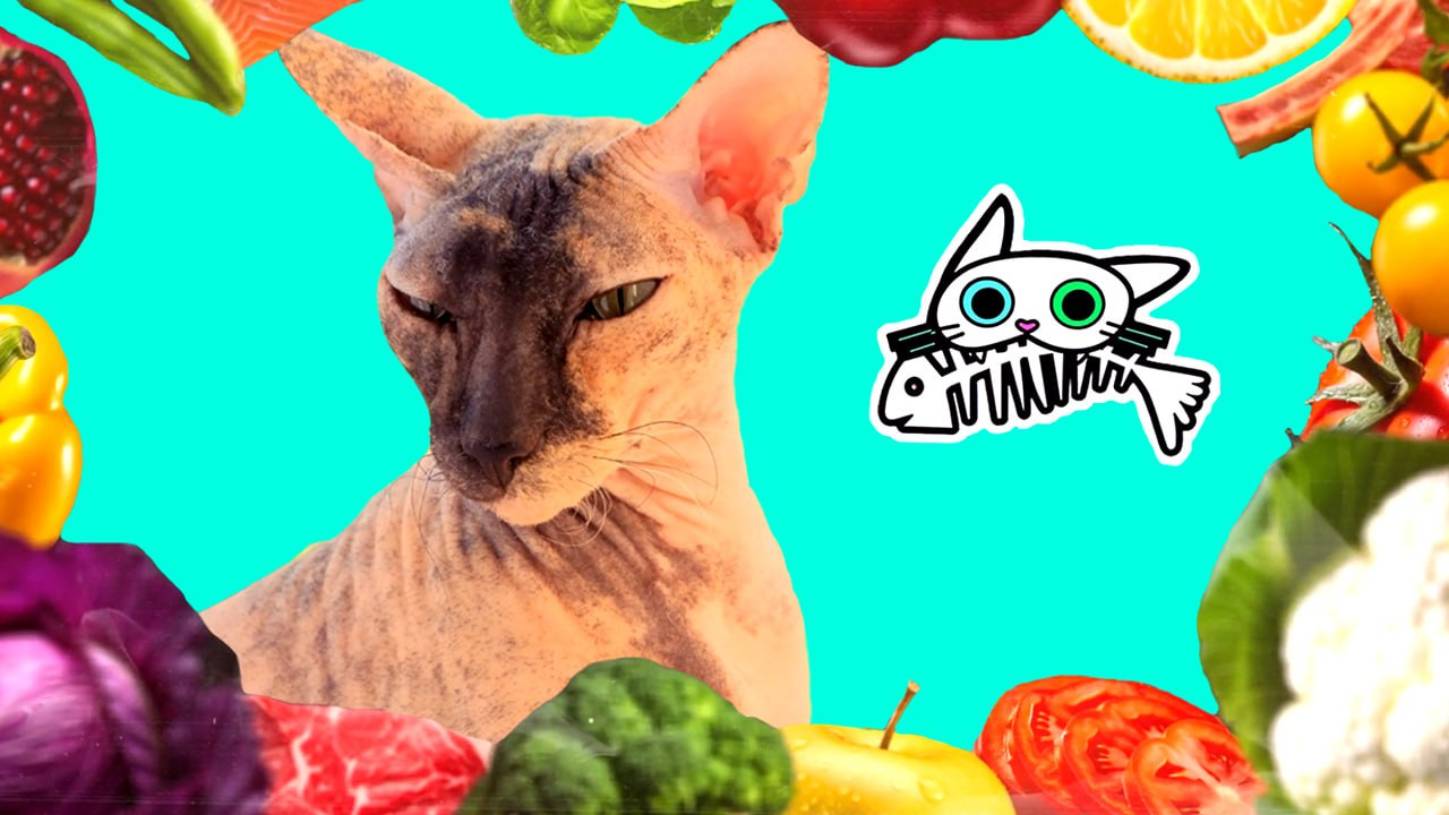 Вкусные рецепты для кошки  - КУСЬ-ШОУ – Высокая кухня