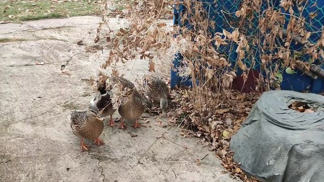 Розы ещё укрываем!