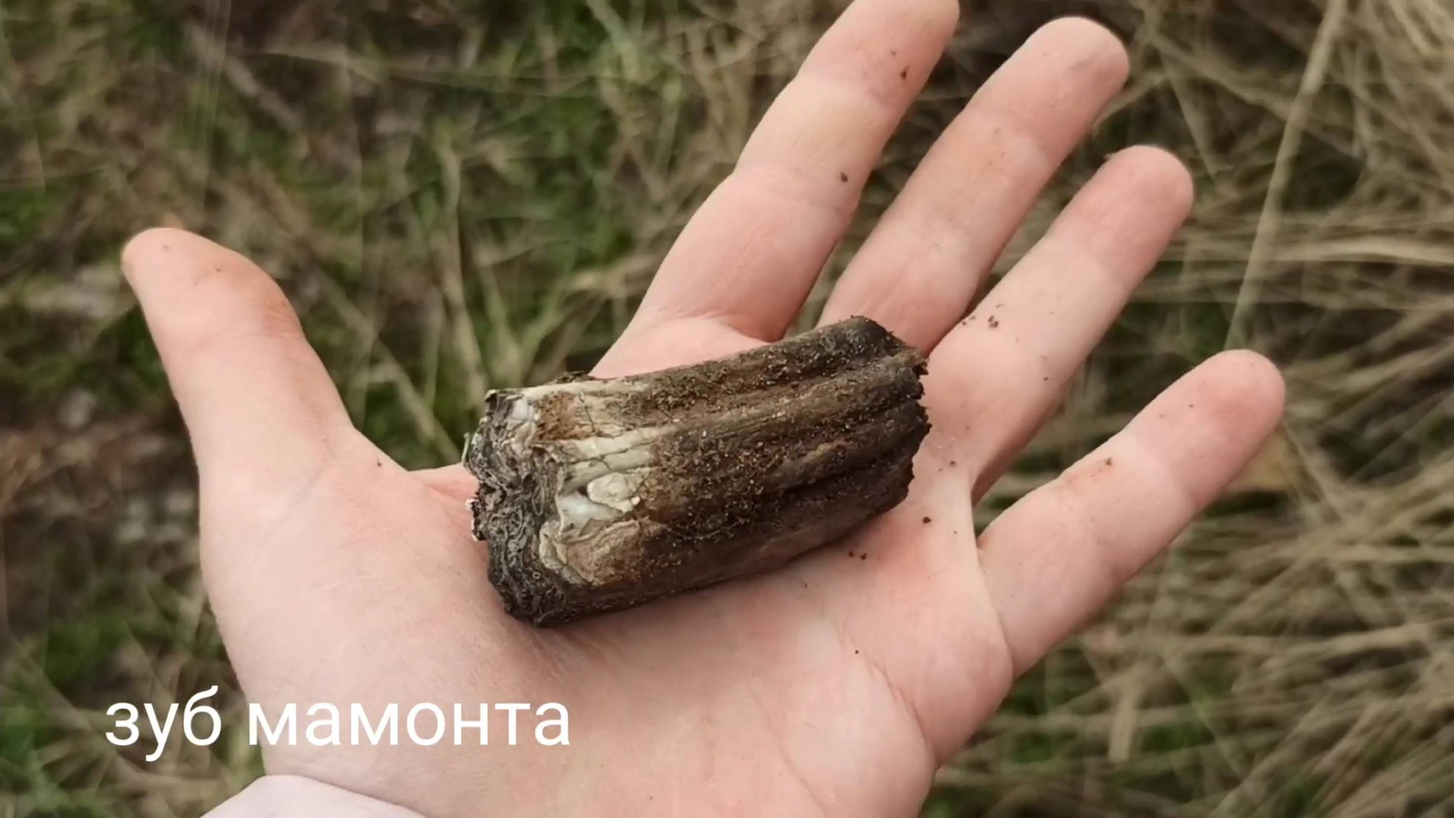 Нашли зуб древней лошади.  Подмосковные поля с камнями и окаменелостями