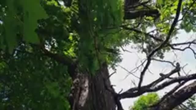 200-летний дуб: свидетель истории Подмосковья. Прогулка в уединенных местах в окрестностях Вереи.