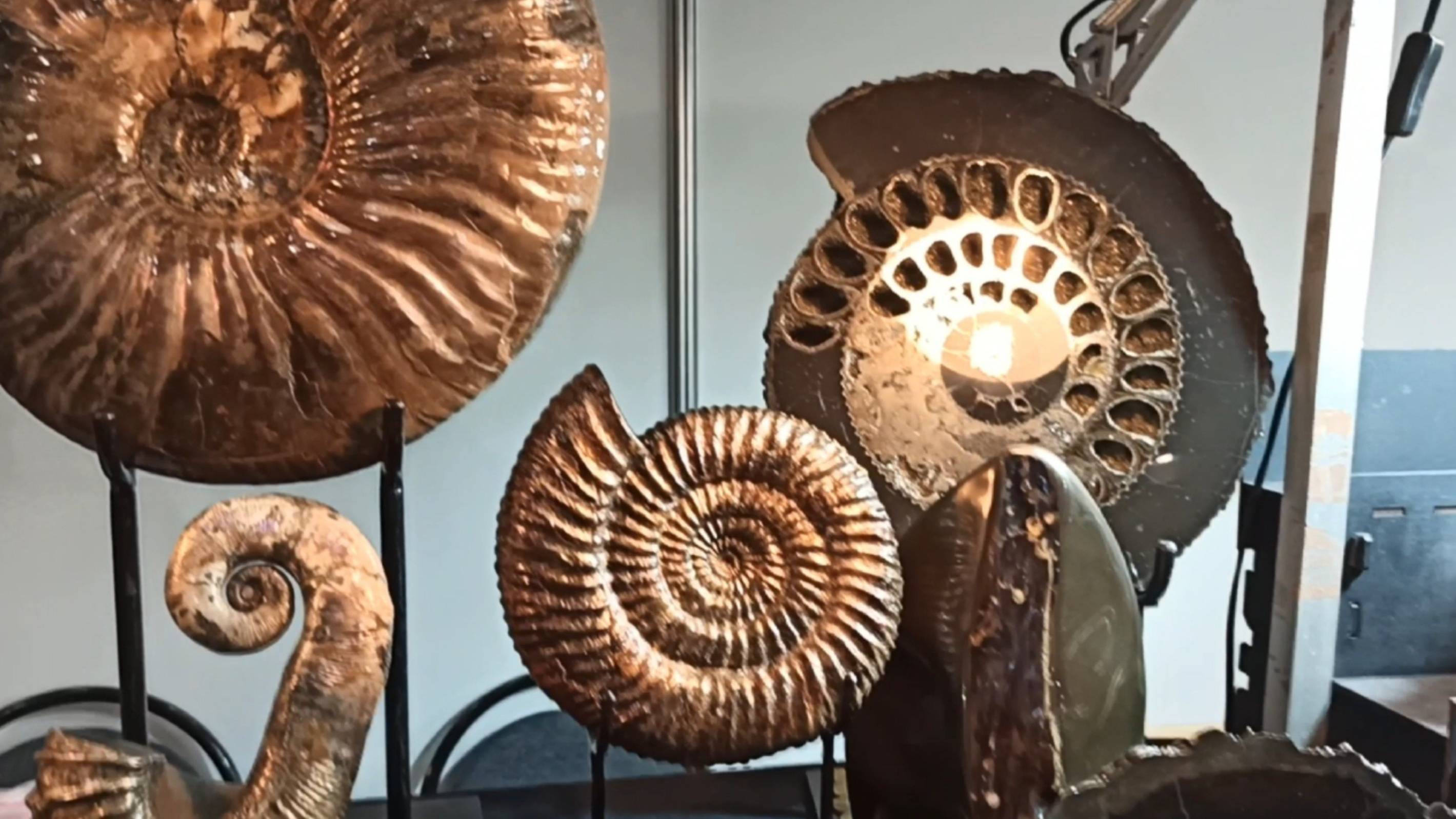 11.10.2024 Серия-2 Выставка Гемма палеонтология. Мы тоже сможем найти такие окаменелости