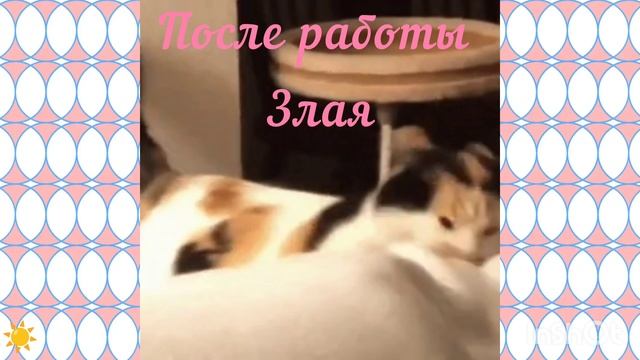 Приколы .Кошки так похожи на нас .Юмор 😂