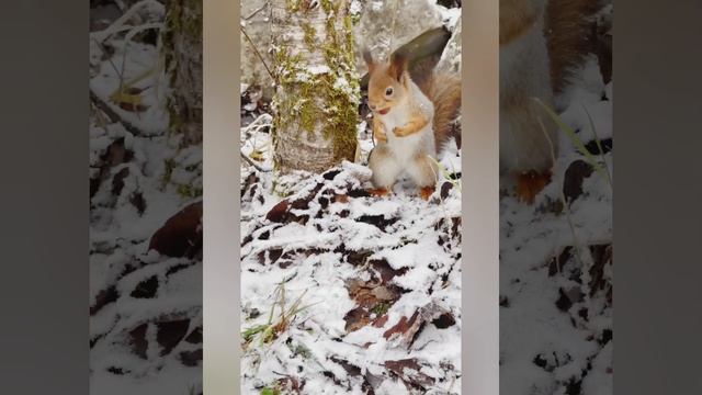 Забавная белочка 🐿️