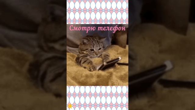 Приколы . Милые котики 🐈 так похожи на нас . Юмор