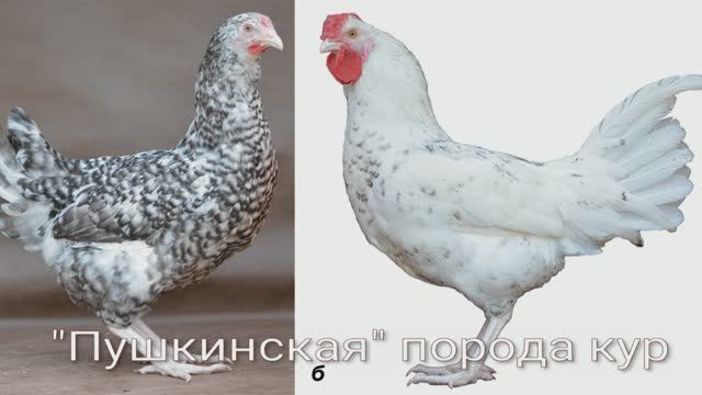 Молодки Пушкинской породы описание и определение пола