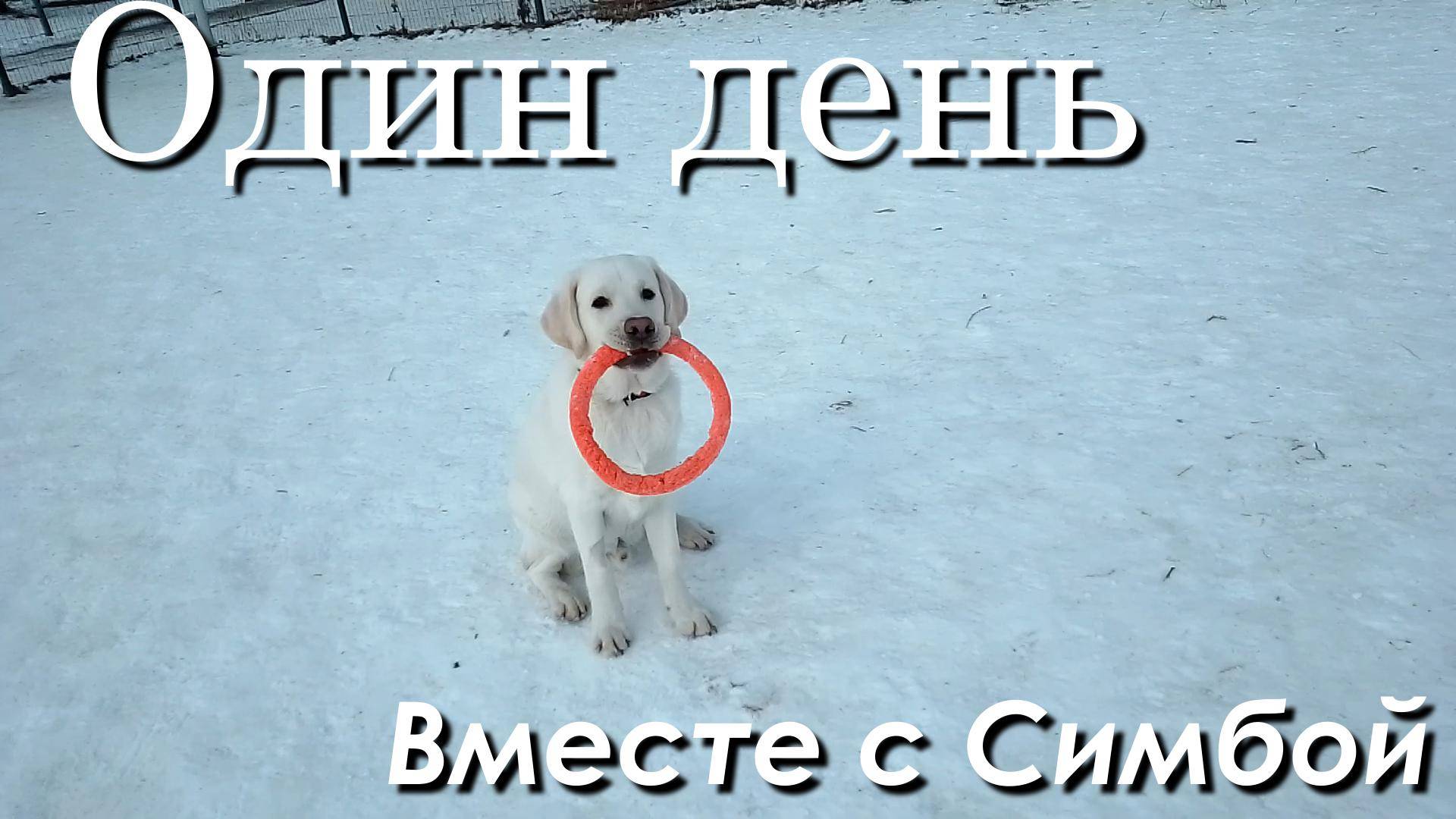 Один день вместе с Симбой