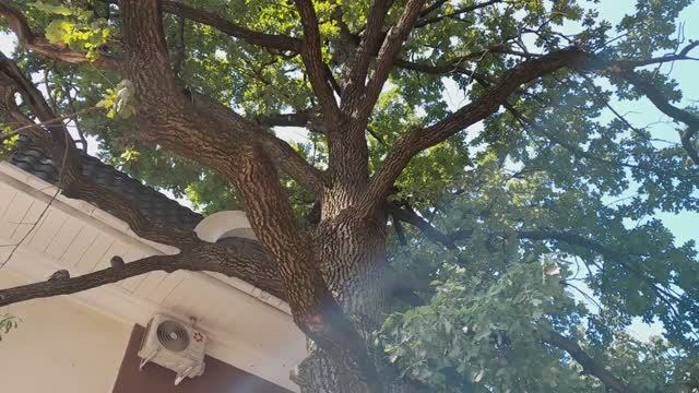 Опять встретила старый дуб. Теперь на улице в Калуге.