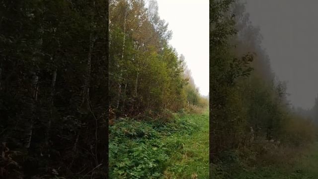 Мистически в туман