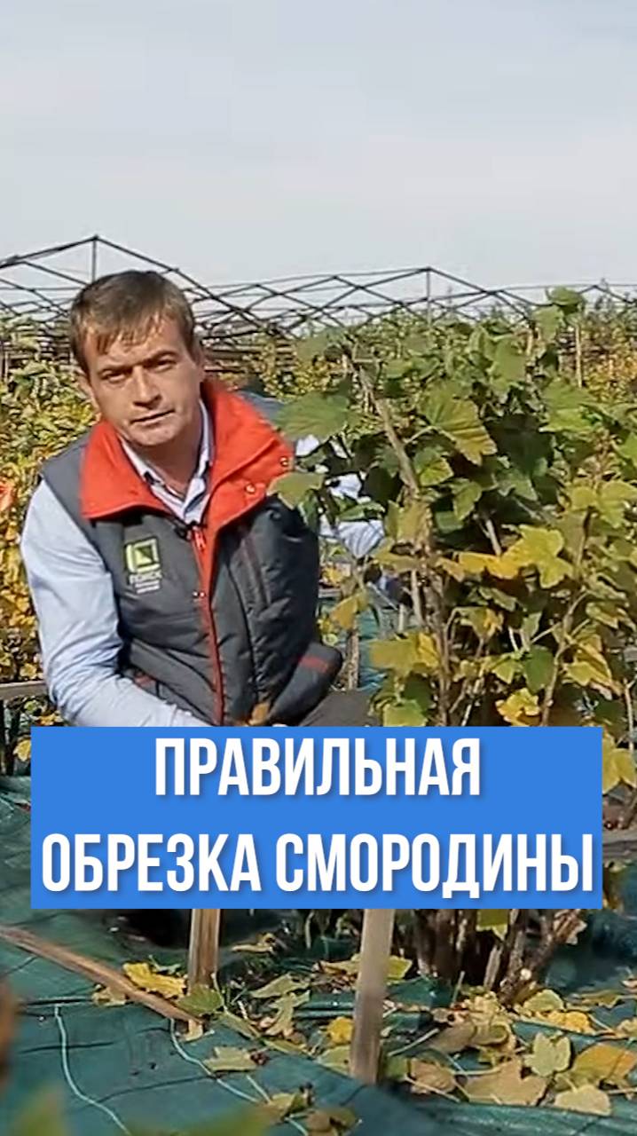 ПРАВИЛЬНАЯ обрезка красной смородины осенью.
