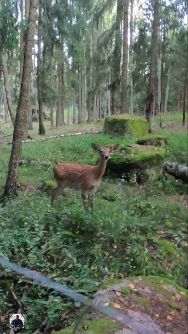 База отдыха Ravansaari. Осень 2024 #остров #отдыхнаприроде #зоопарк #олень #ravansaari #zoo #shorts