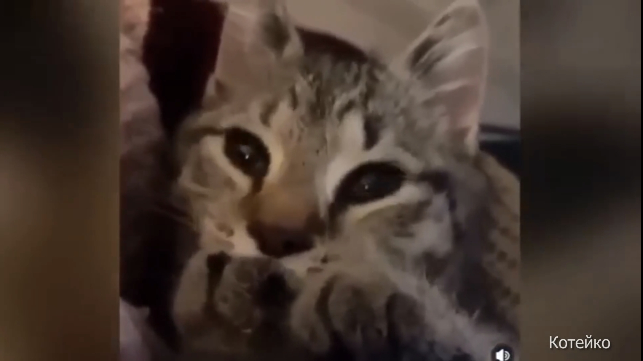 Новые приколы с котами, 6. У котиков свой юмор ;)