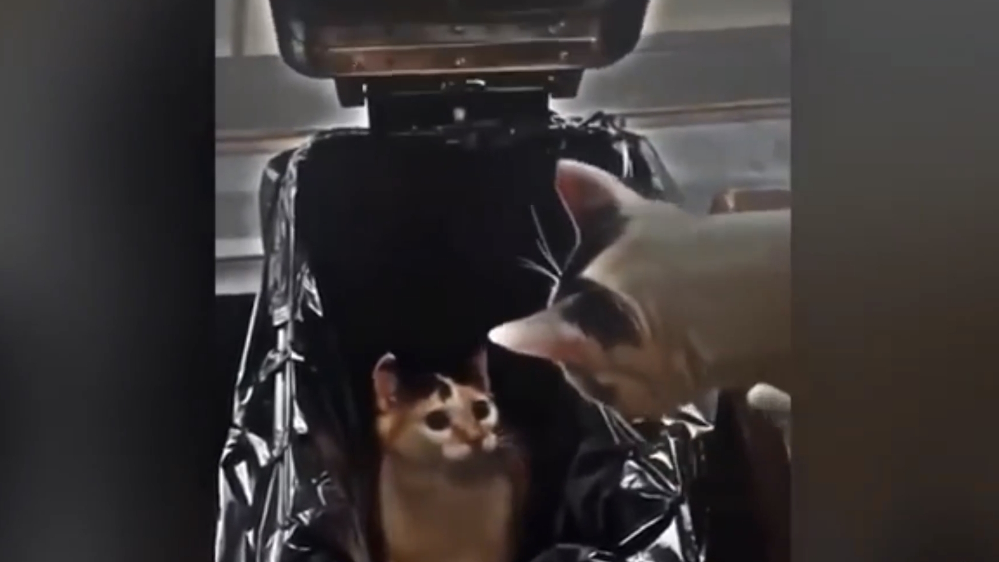 Приколы с котами, 3. Веселые шутки