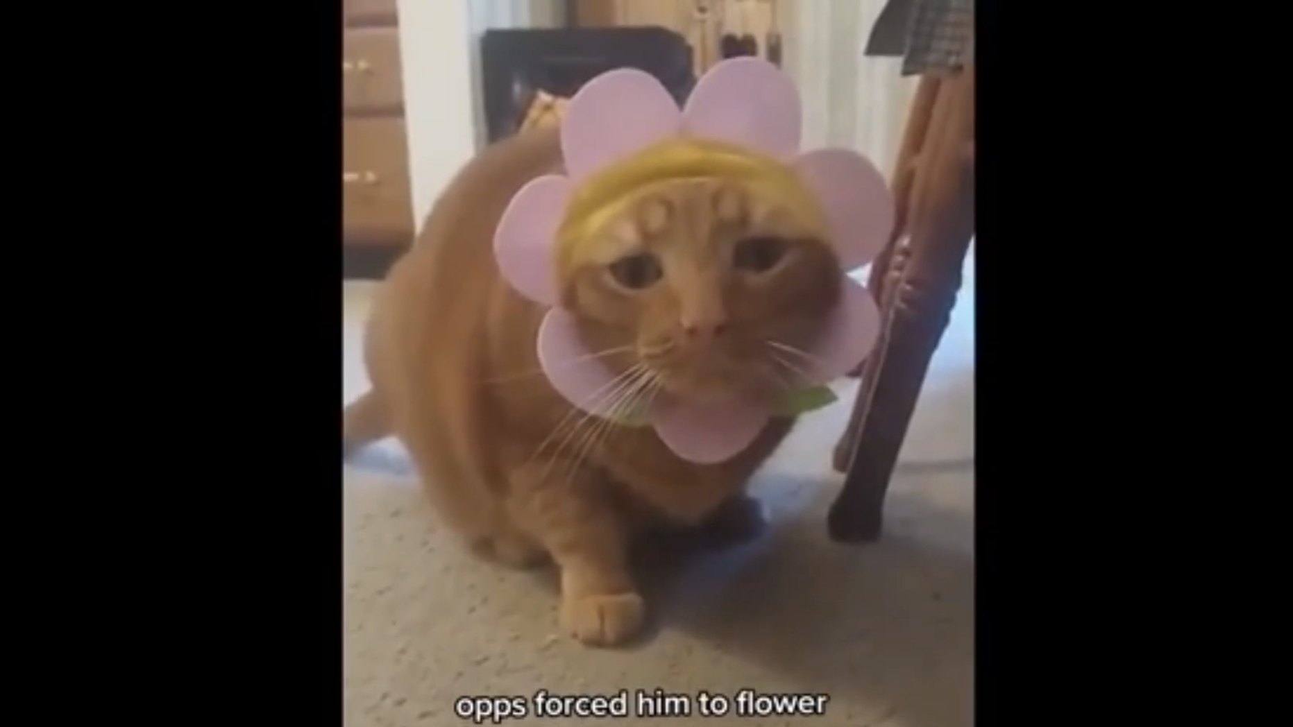 Весёлые моменты с котами,1. Хозяин котика тоже шутник