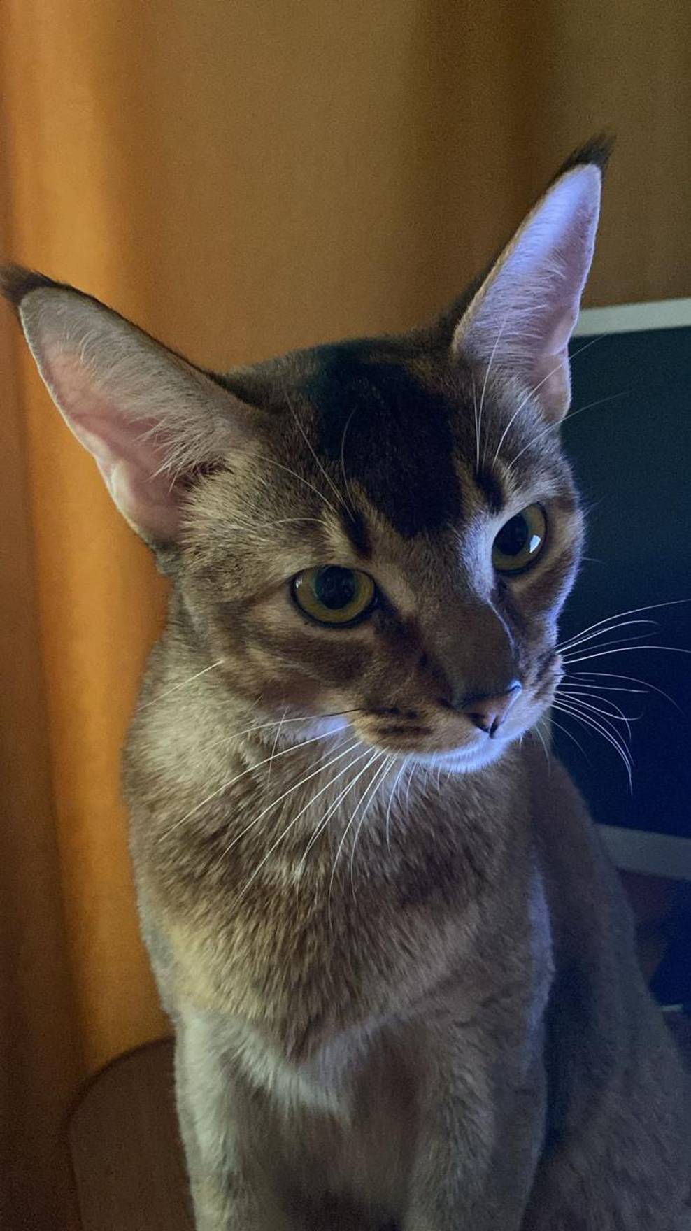 Кошка Сонька - Удивительная история "Встречает папу" - Хорошая Кошка